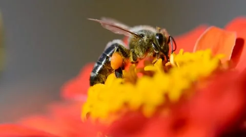 Bee flying over the flower with pollen Stock Footage 66693302