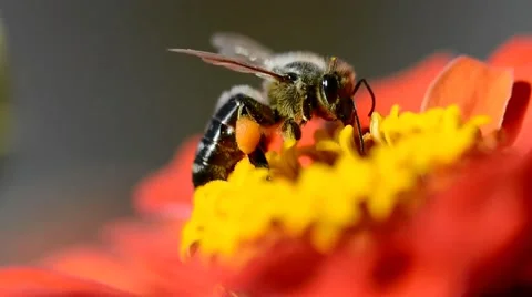 Bee flying over the flower with pollen Stock Footage 66693307