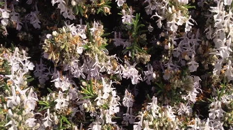 Bee flying over flowers Stock Footage 48884452