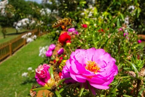 Bee flying over flowers Stock Photos