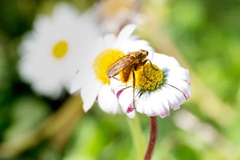 Bee flying over flowers in spring Stock Photos