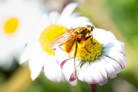 Bee flying over flowers in spring Stock Photos