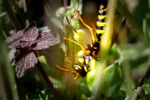 Bee flying over flowers in spring Stock Photos