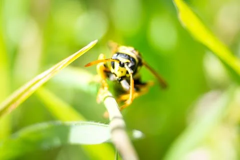 Bee flying over flowers in spring Stock Photos