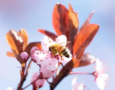 Bee flying over flowers in spring Stock-Fotos