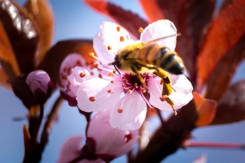 Bee flying over flowers in spring Stock Photos