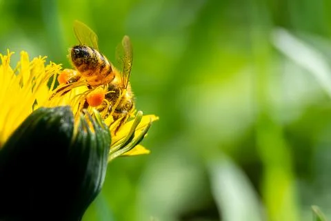 Bee flying over flowers in spring Stock Photos