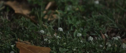 Bee flying over grass and wild flowers Stock Footage 104505660