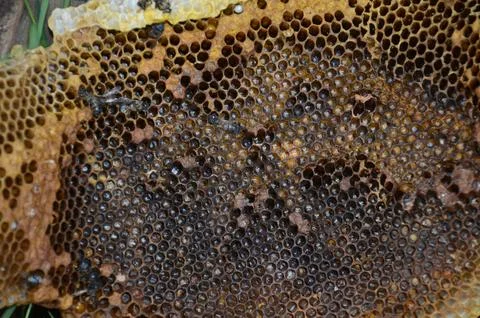 A bee is flying over a honeycomb Foto stock
