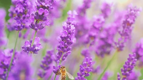 Bee flying over a lavender meadow and searching for nectar. Stock Footage 99495770