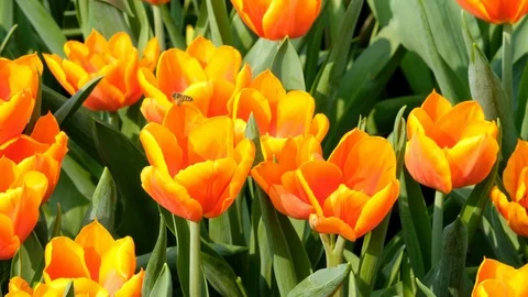 Bee flying over orange tulip Stock Footage 87463842