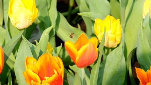Bee flying over orange tulip Stock Footage 87463864