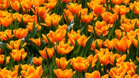 Bee flying over orange tulip Video stock 88346952