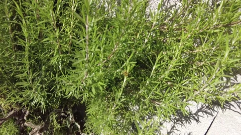 The bee flying over the plant flies around. Video stock 229236239