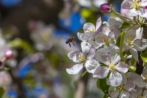 A bee is flying over a tree with pink flowers 스톡 사진