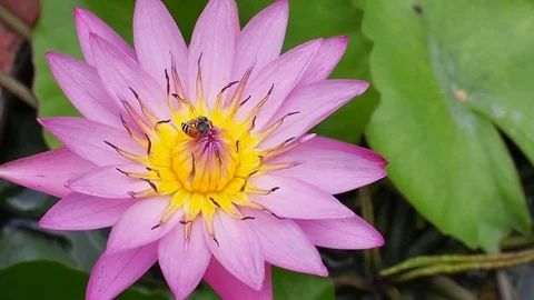 Bee flying over violet lotus water lily Stock Footage 80322558