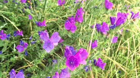 Bee flying over wildflowers to get pollen during spring Stock Footage 131550021