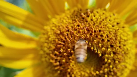 Bee is flying over a yellow flower Stock Footage 327517314
