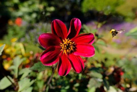 Bee Flying Stock Photos