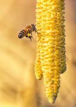 Bee flying Stock Photos