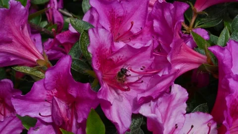 Bee flying on pink flowers Stock Footage 308033863