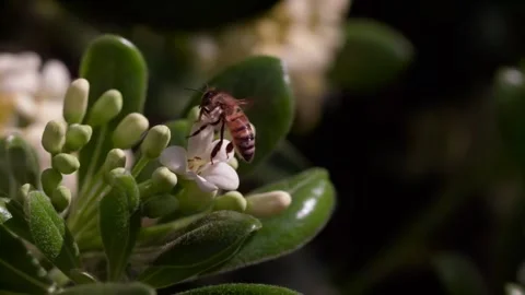 Bee flying off plant and gets leg caught in green leaf 스톡 동영상 152930719