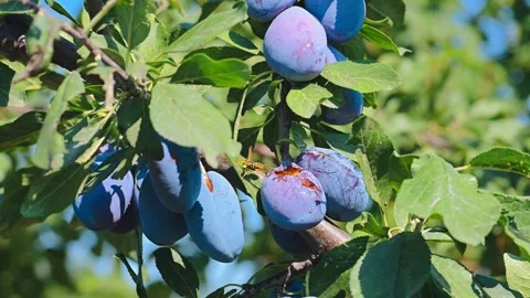 Bee flying  from plum to plum in a plum tree Stock Footage 280897602