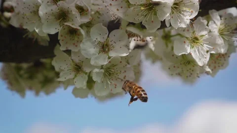 Bee flying on a plum tree, looking for pollen. Plum flowers. Beutiful bee flight Stock Footage 153054035