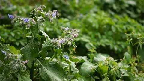 Bee flying pollinating flowers and plants in organic eco farm garden. Stock Footage 119290223