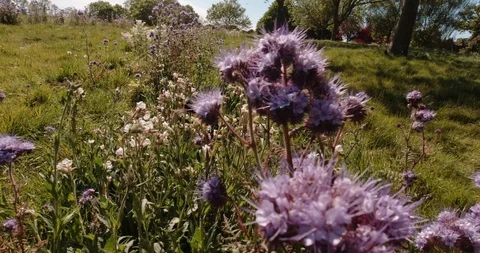Bee flying on purple flowers Video stock 129874545