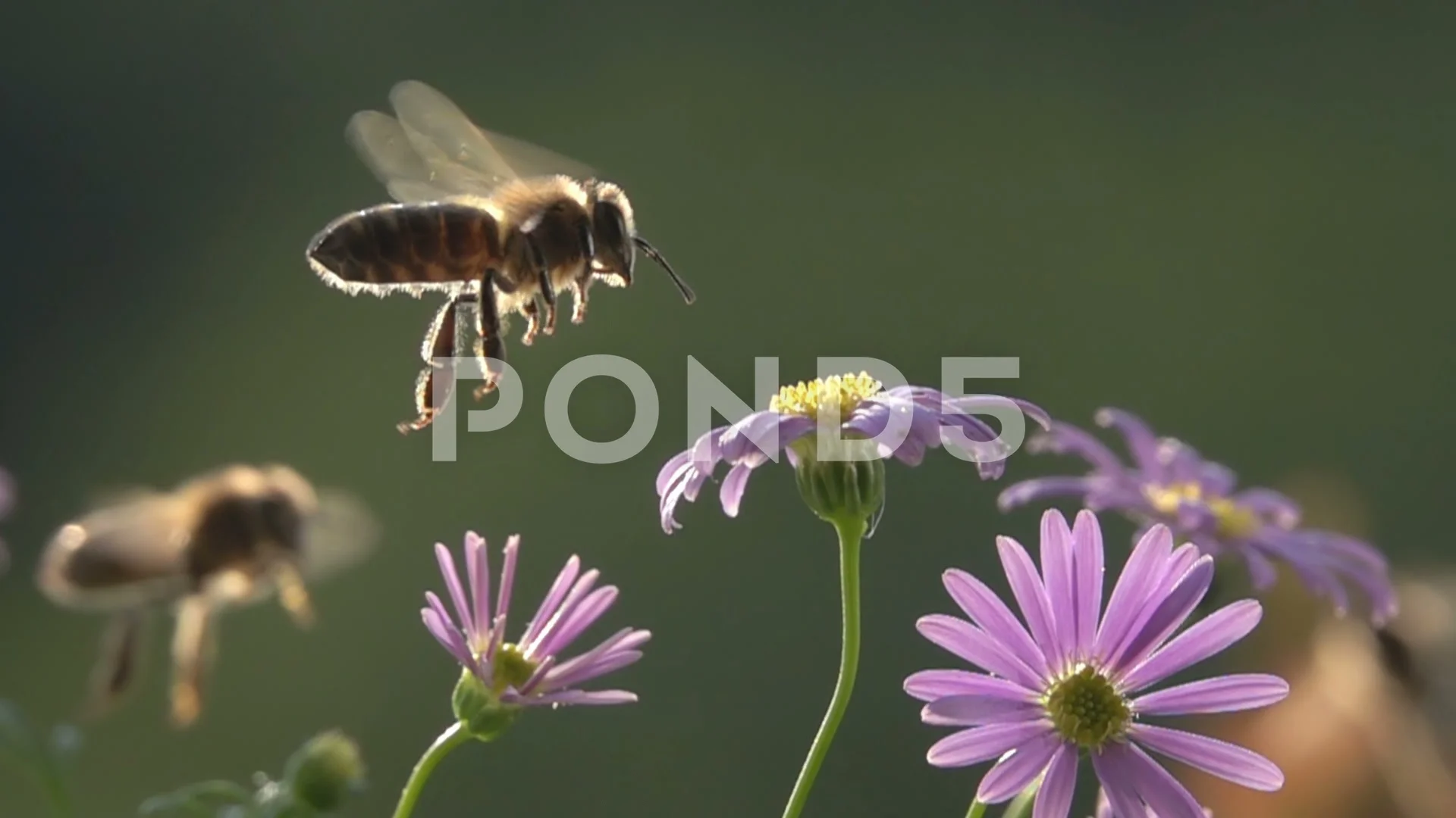 Bee, Flying on purple Flowers. Slow-motion.