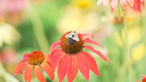Bee flying from red flower Stock Footage 92669531
