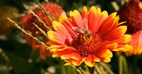 Bee flying from a red, orange, yellow flower swinging in the wind Stock Footage 100540437