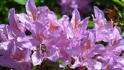 Bee flying into Rhododendron flower, pollinating and collecting nectar 動画素材 108568225