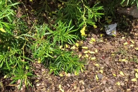 Bee Flying Slow Motion 1 Stock-Footage 96343025