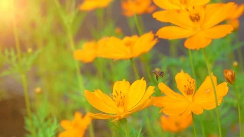Bee flying slow motion on beautiful flower garden in morning sunrise Stock Footage 82614333