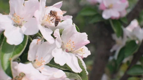 A bee is flying in slow motion from flower to flower and pollinate them Vídeos de archivo 190837044