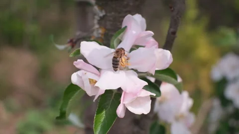 A bee is flying in slow motion from flower to flower and pollinate them Stock Footage 190837603