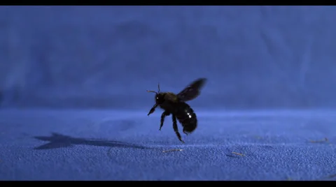 BEE FLYING IN SLOW MOTION Stock Footage 25275663