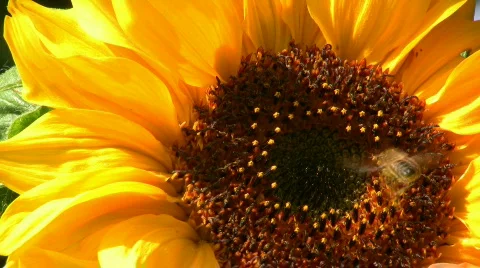 Bee flying on a sunflower 動画素材 495435