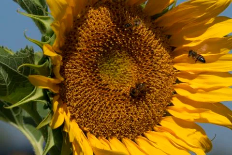 Bee flying on sunflower Stock Photos