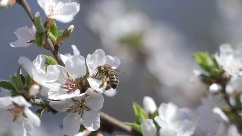Bee flying super slow motion Stock Footage 130165188