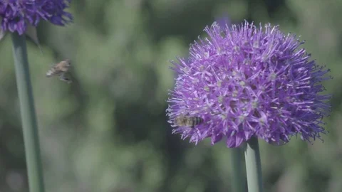 Bee flying super slow motion_250fps to 50fps Stock Footage 117497932