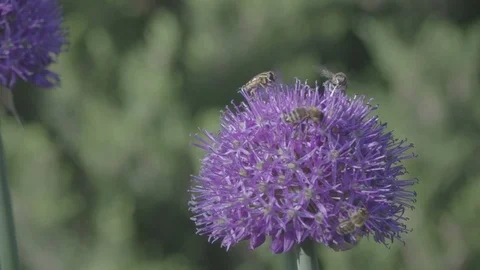 Bee flying super slow motion_250fps to 50fps _ 2 Stock Footage 117500954