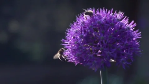Bee flying super slow motion_250fps to 50fps _7 Stock Footage 117506072