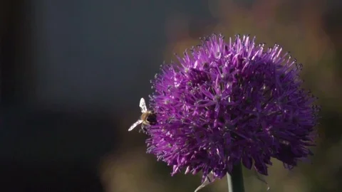 Bee flying super slow motion_250fps to 50fps _4 스톡 동영상 117508513