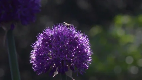 Bee flying super slow motion_250fps to 50fps _5 Video stock 117509287