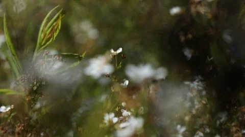 Bee Flying Through Flower Plants, Slow Motion Point Of View In Spring Stock Footage