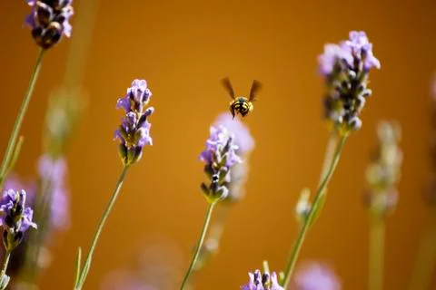 Bee flying through flowers showing bottom Foto stock