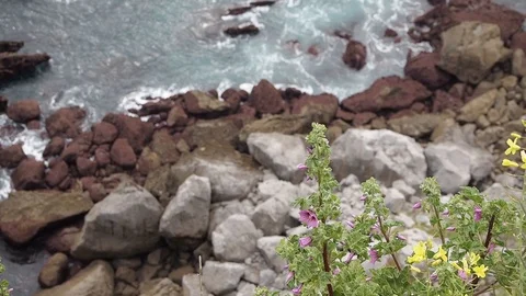 Bee flying towards a flower with a cliff and the sea in the background Stock Footage 107434842